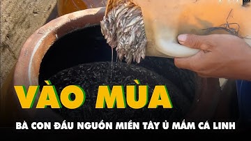 Bà con đầu nguồn miền Tây vào mùa ủ mắm cá linh