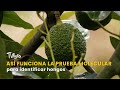 Así funciona la prueba molecular para identificar hongos - TvAgro por Juan Gonzalo Angel
