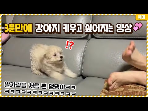 3분만에 강아지 키우고 싶어지는 틱톡 댕댕이 영상ㅋㅋㅋㅋㅋㅋ 너무 귀여워 ㅜㅜ 