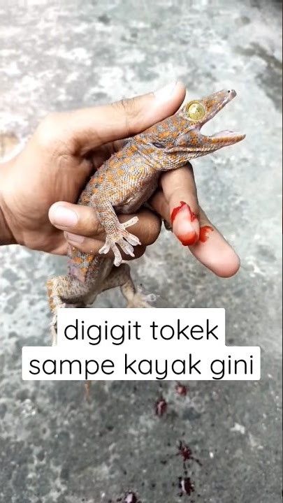 mengerikan digigit tokek 😱😭 #shorts #ytshorts #tiktok #reels