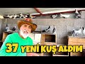 OSMANİYE KARIŞMA KUŞU - 37 TANE KUŞ ALDIM - KUŞLARIN KANADINI NASIL KIRPTIK @Bisikletli Rehber #kuş