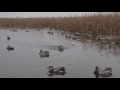 Pacific Wings sizzler 2017- Washington state duck hunting