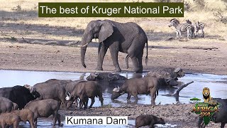 The Best Of Kruger National Park ❤️ A Day At Kumana Dam