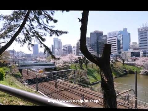 外濠公園の桜 2019年4月4日（平成31年）