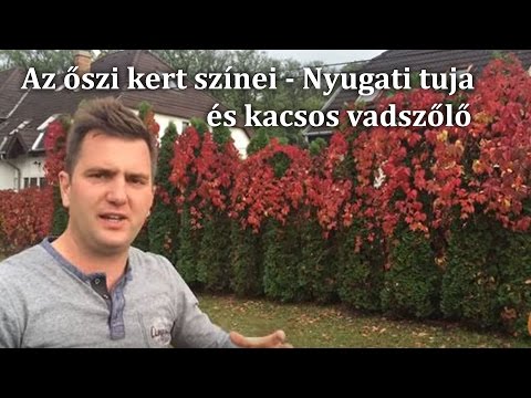 Videó: A tájak királynője - nyugati tuja Teddy