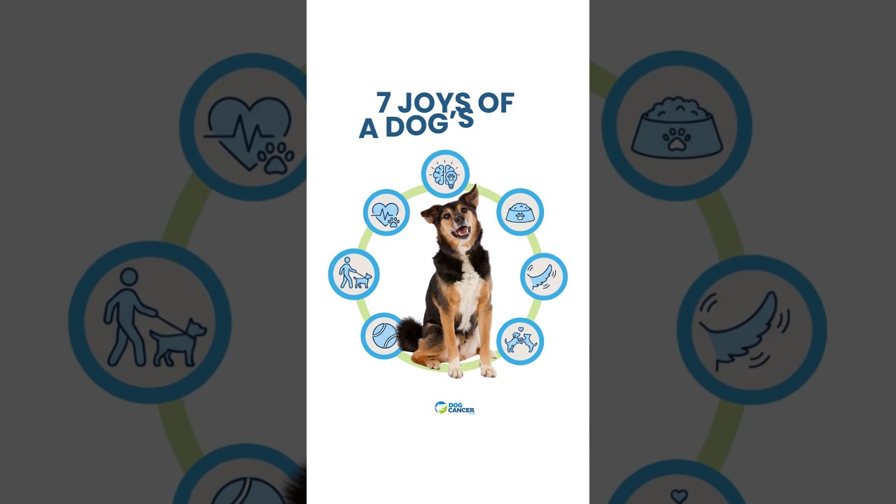The Joys of a Dog's Life