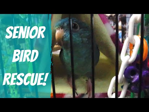 Videó: A Parrot Rescue különleges kötelezettségvállalást igényel