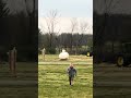 Muscovy duck flying