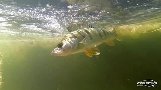 Fishing with DUO #49: Perch Afternoon with Darko Pesic part 1