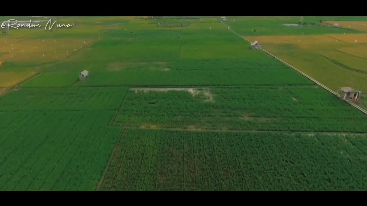 Pemandangan sore hari di persawahan - YouTube