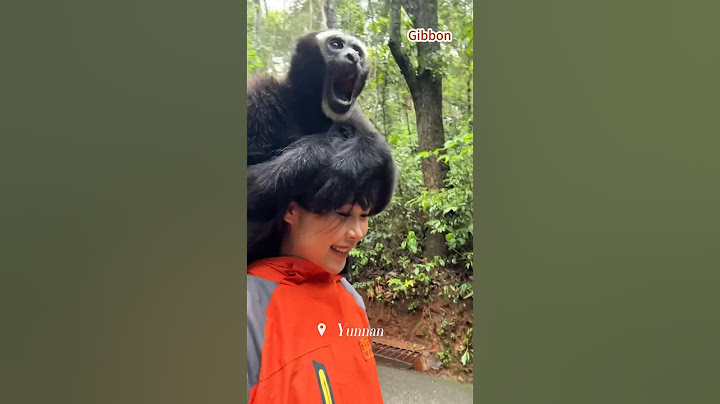 The Daily Life of a Yunnan Girl and a Gibbon.#animals