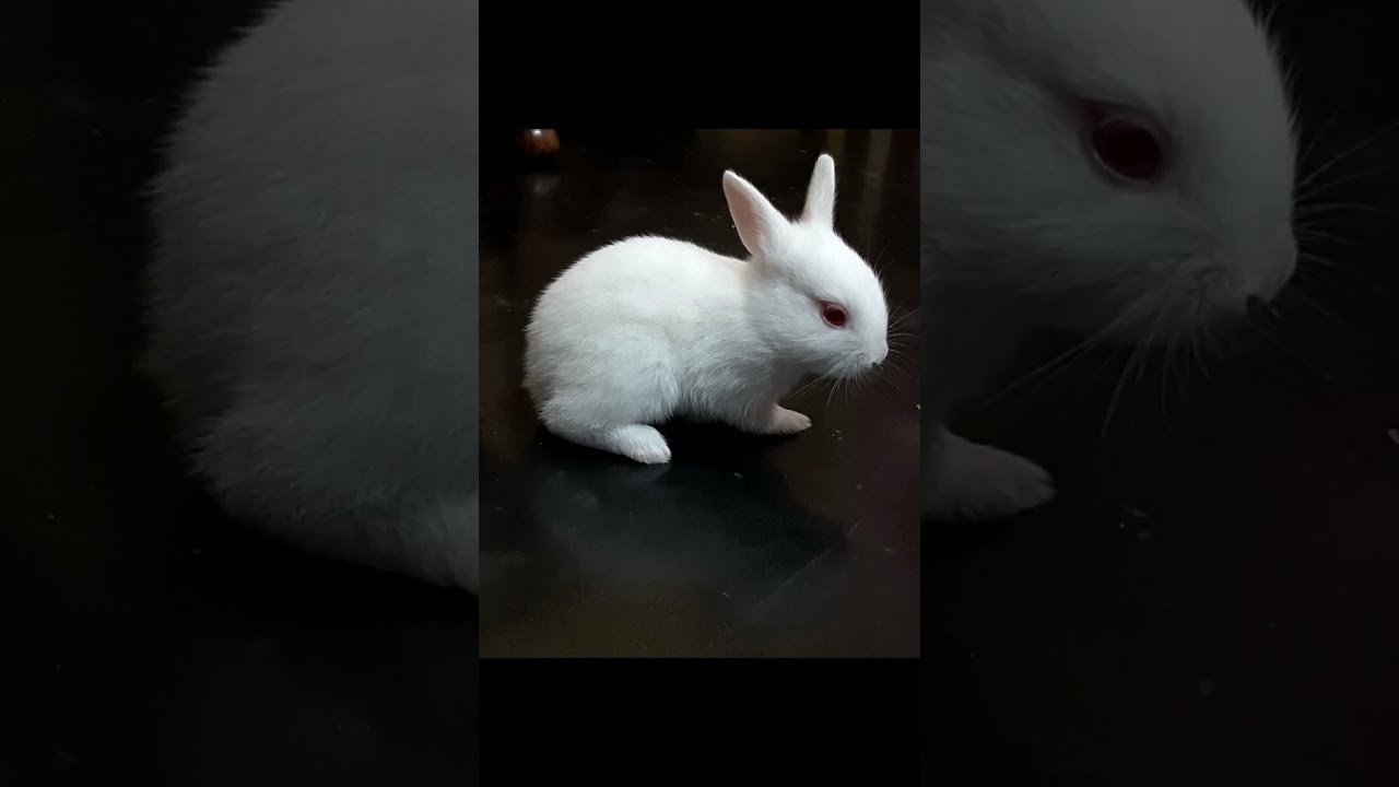 Baby bunny walking on the floor for the first time!!!! 😍🐰