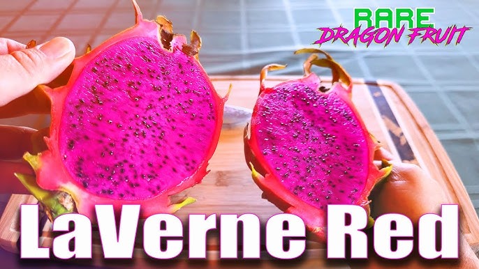 Dragon Fruit, large