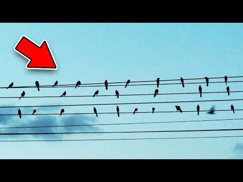Video: Proč Ptáci Padají
