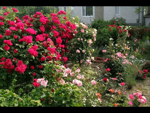 Видео: Разница между собственными корневыми кустами роз и привитыми кустами роз
