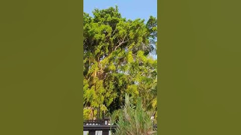 Thumbnail of Morning Sound of Music for the ear