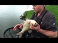 ***GRATIS DVD*** Matrix Feeder Fishing Evolution. Deutsch