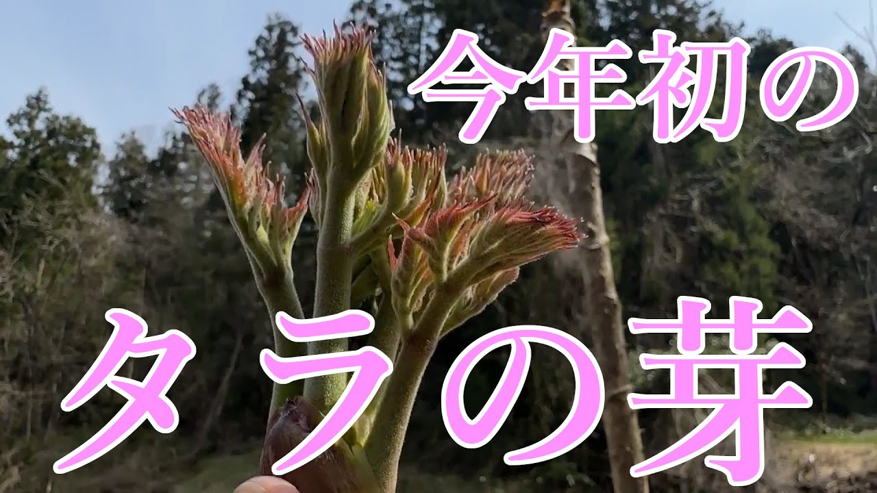 山菜採り】今年初のタラの芽 - YouTube 山菜採り】今年初のタラの芽 - YouTube