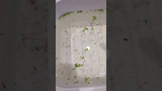 1St Round Culling Of My Goldfish Fry. Gotta Put Aside Some Deformed Babies
