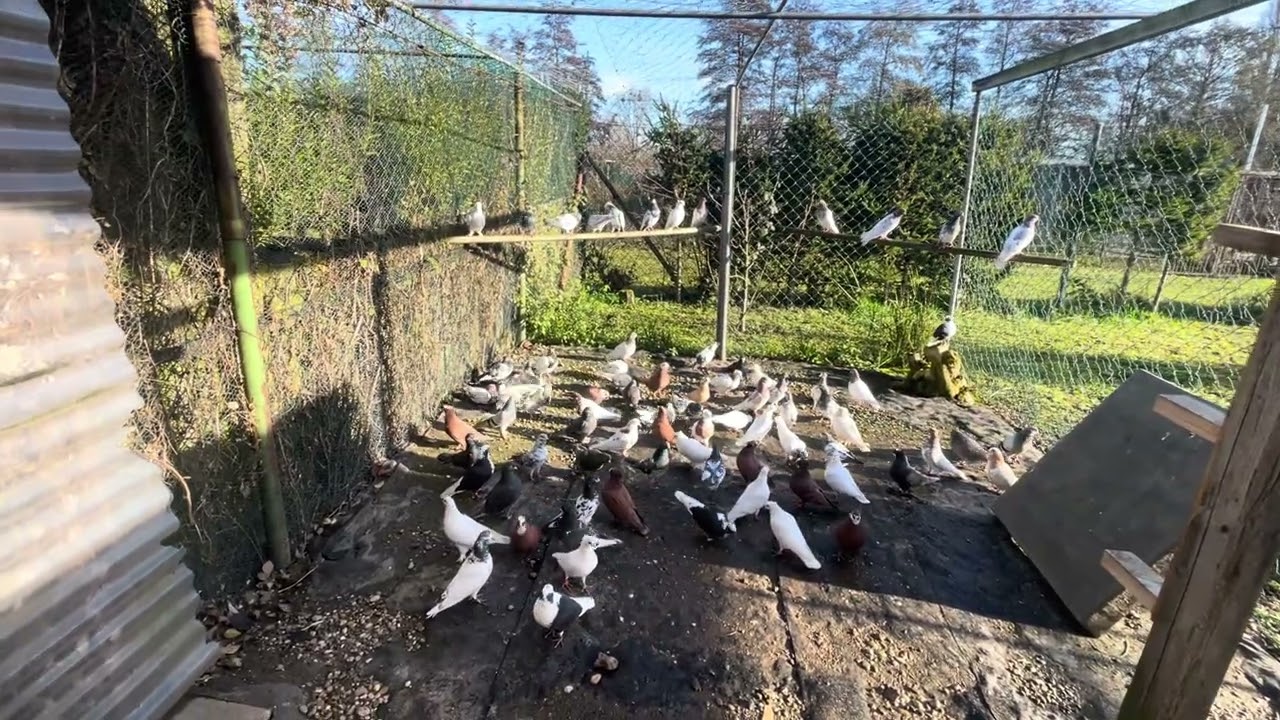 طيور عراقية في المانيا 🕊️