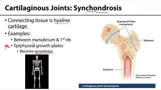 MSK Joints - Cartilaginous Joints