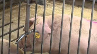 Myth: The Type of Housing Pigs are Raised in is a Primary Determinant of Their Welfare