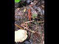 Wild Temagami Canoe Trip Day 12 and 13. Shallow Lake to Anima Nipissing.