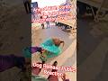 Dog Release Public Reaction Same#dog #release #dogwithpublicsafety #ytviral #pets #dogshorts #shorts