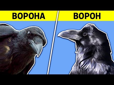 В ЧЁМ РАЗНИЦА? ВОРОНА vs ВОРОН