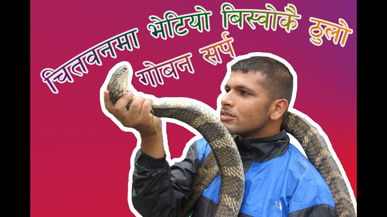 King Cobra in Nepal || Longest Venomous Snake - YouTube