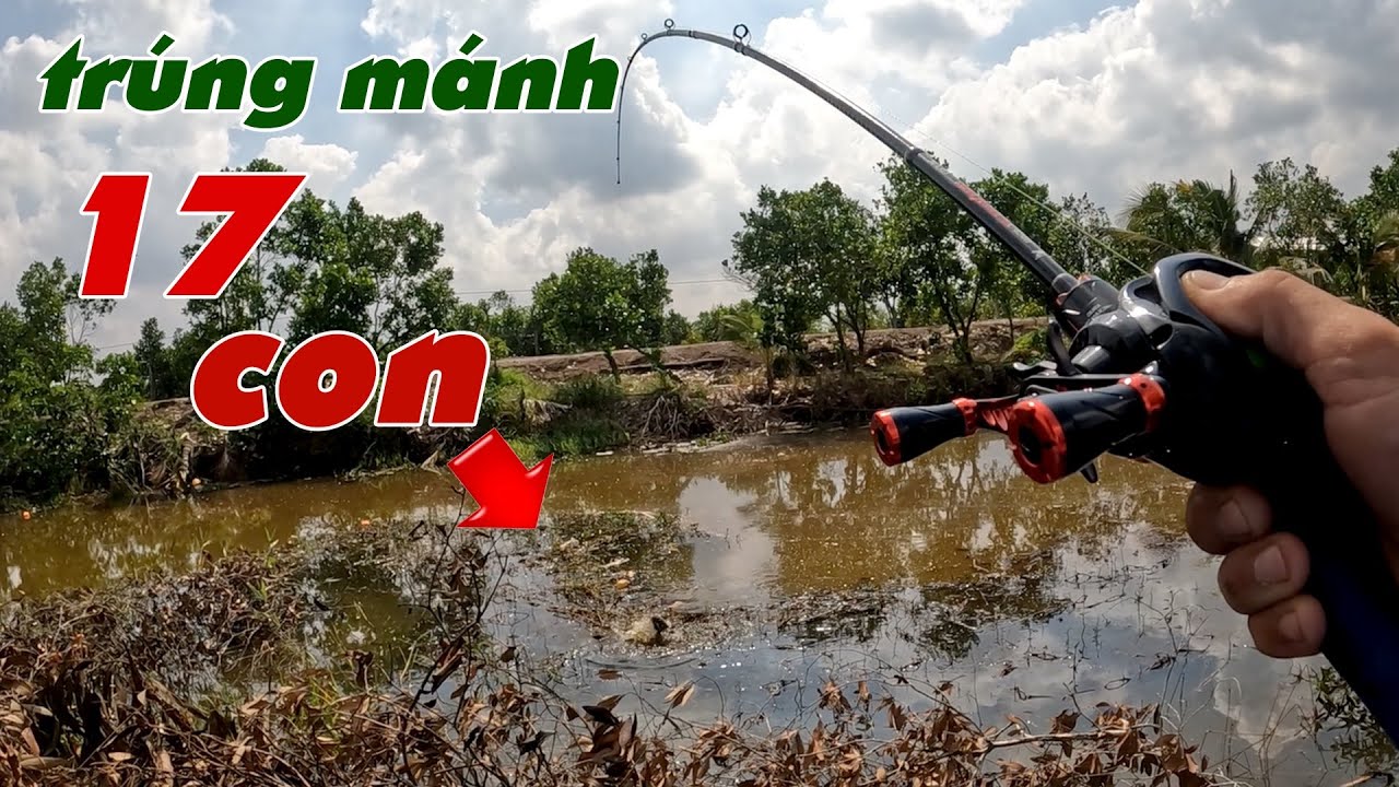 Câu Lure Cá Lóc ✅ Trở Lại Vườn Khóm Tân Phước Sau Cơn Mưa Đầu Mùa Trúng Mánh | Tâm Râu Vlog #376