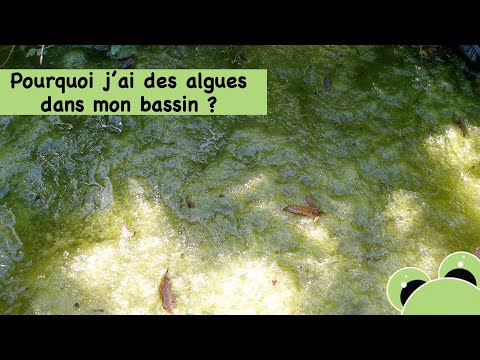 Vidéo: Pourquoi fleurissent les algues bleues ?