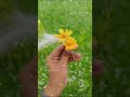 #moviemusic #love #lovesong #happiness #nature #naturephotography #spring #spreadsmile #love