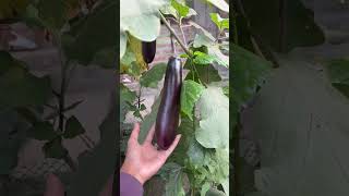 brinjal plant #garden #gardenflowers #gardening #plantcare #nature #subscribe #shorts #brinjal