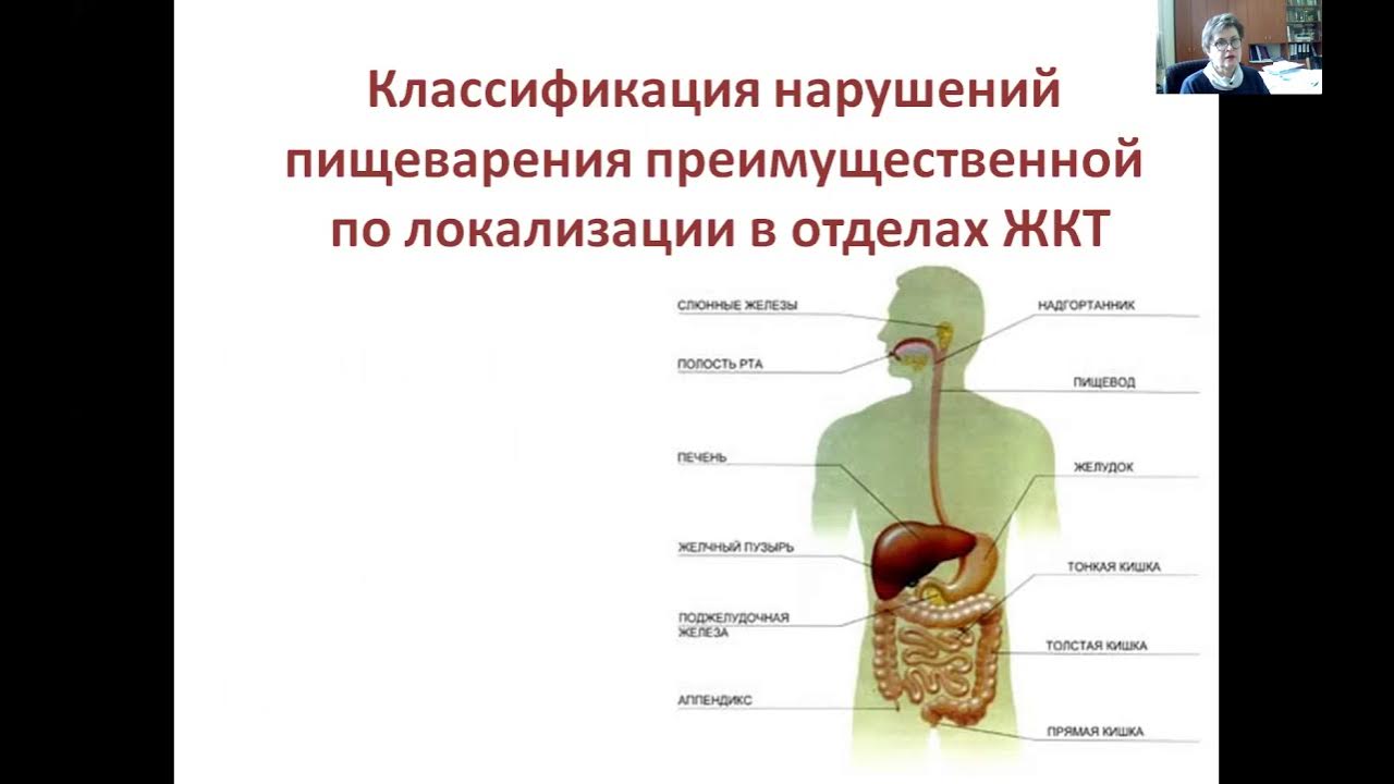 Пищеварительная система человека зубы. Пищеварительная система человека зубы