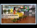 Cultivo de Anturios. Prog. Bien por Casa.TV Perú.