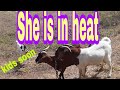 My goat is in heat