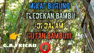 🔴mikat burung tledekan bambu di dalam hutan bambu||G.A.I KICAU