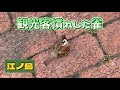 2025年６月2日✴︎江ノ島で出会った懐っこい雀