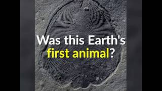 Earliest known animal was a half-billion-year-old underwater blob screenshot 5