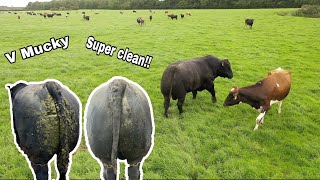 BULL MEETS OVER 100 COWS BUT FIRST HE NEEDS TO CLEAN THAT DIRTY BUM!