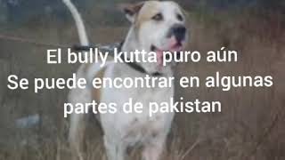 BULLY KUTTA V.S  KANGAL  | ESPECIAL 100 SUSCRIPTORES