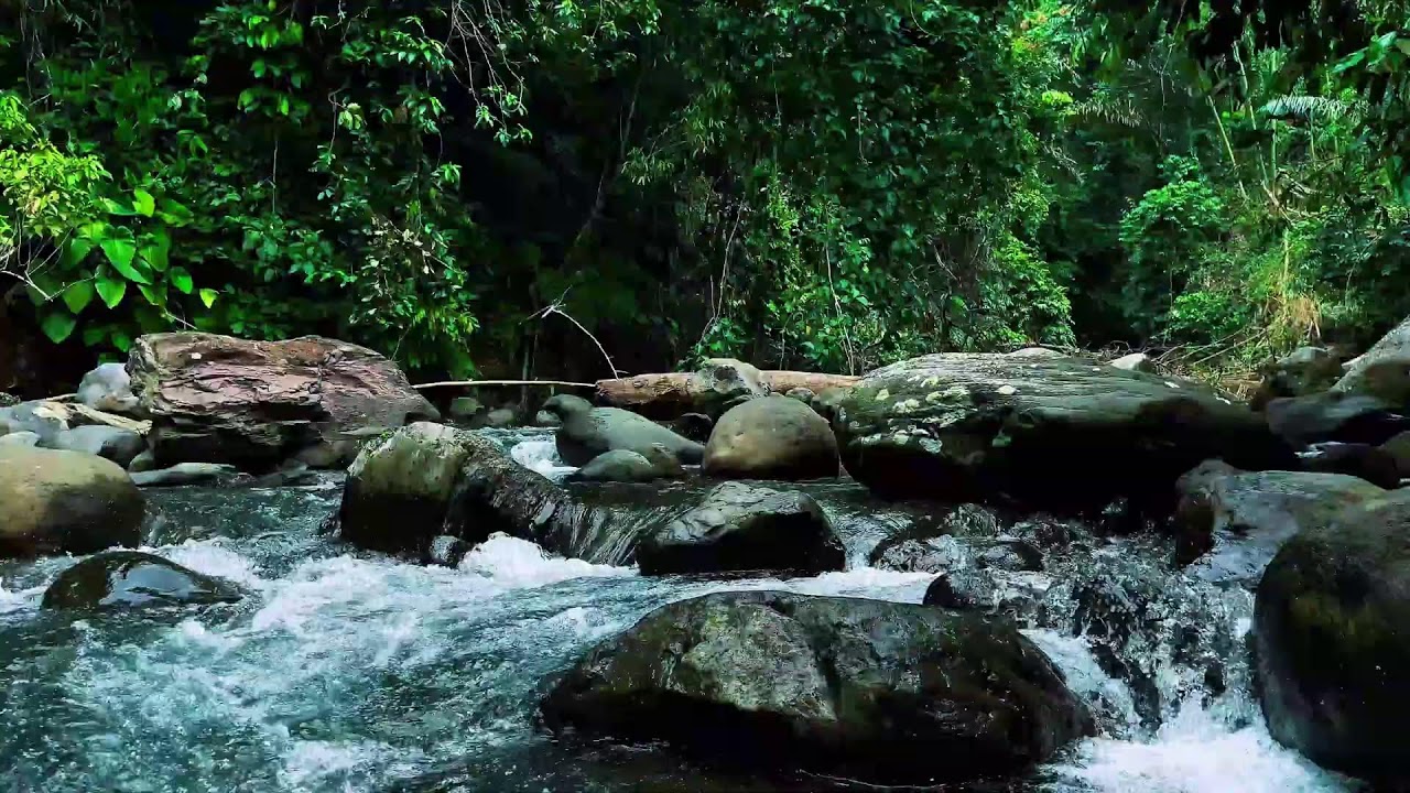 Jungle Stream Rushing Through Stones – Real River Sound for Sleep & Focus