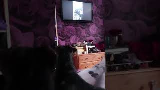 Patterdale Watching Herself On Tv