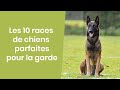 10 RACES DE CHIENS PARFAITES POUR LA GARDE
