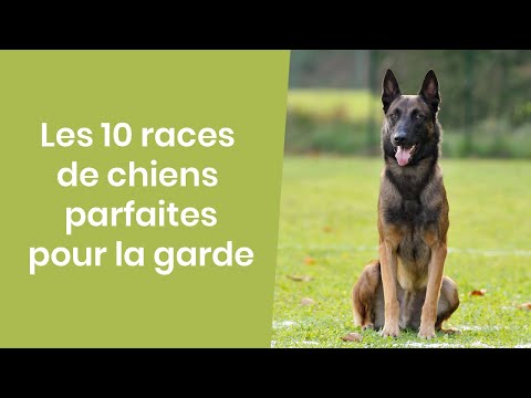 Vidéo: 10 races de chiens qui font les meilleurs chiens de garde