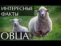Овца - интересные факты