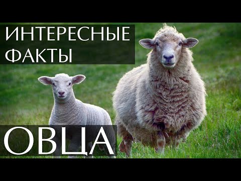 Видео: В чем польза овец?