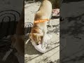 Golur morning ei vabei hoi#labrador #dog #pets #dogslover#petslovers