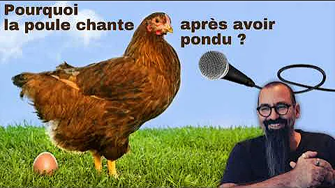 Pourquoi la poule chante ?